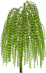 Weeping Willow Tree Drawing Clip Art - Willow Png