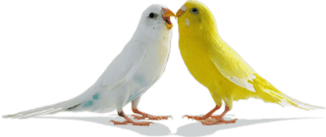 Love Birds Png Pic