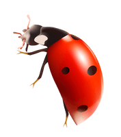 Lady Bugs Free Transparent Image HQ - Free PNG