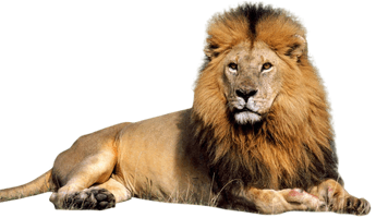 Lion Png Clipart