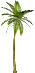 Palm Tree Png Images Download Free Pictures - Palm Tree Transparent Background