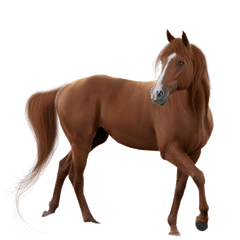 Download Horse Transparent Background - Horse Png Full Horse With White Background