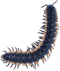 Centipedes And Millipedes Png Free - Millipede Png