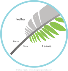 Feather And Fern Leaf Comparison - Designbygeometry Half Feather Half Leaf Png