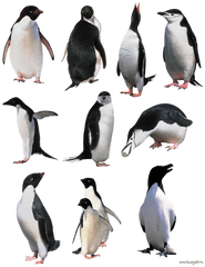 Penguin Png Images - Penguins Png