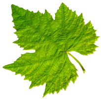 Vine Leaf Grape Bunch Free Clipart HQ - Free PNG