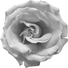 Download Hd Black And White Rose Png - White Rose Png Png