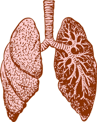 Lungs Clipart Png 5 Image - Lung Png