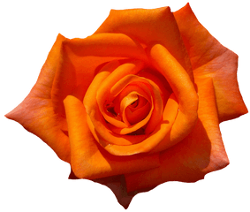 Download Rose - 1385970 960 720 Orange Rose Transparent Botanical Name Of Rose Png