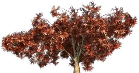 Dwarf Japanese Maple Png Transparent - Japanese Maple