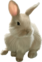 Png Images Transparent Free Download - Transparent Background Clipart Rabbit