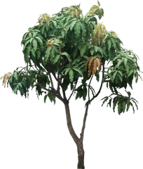 Tropical - Mango Tree Png Hd