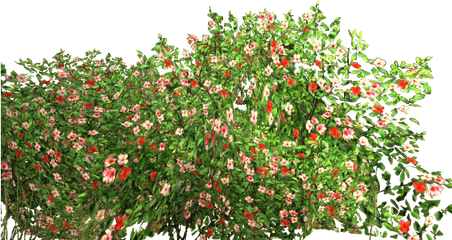 Flowers Garden Bush - Transparent Background Flower Bushes Png