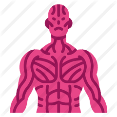 Muscle - Muscles Flaticon Png