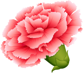 Download Vector Transparent Png Button Flowers And - Carnation Flower Clipart