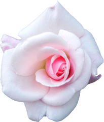 Download White Rose Png Image - Garden Roses