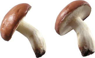 Mushroom Png Image