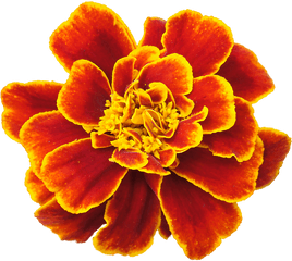 Download Marigold Png Clipart - Marigold Flower Drawing