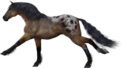 White Horse Png Image Download Picture - Transparent Background Horses Png