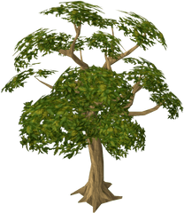 Woodcutting Runescape Wiki Fandom - Mahogany Tree Png