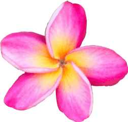 Freetoedit Flower Plumeria Sticker By Kelly Gervais - Pink Plumeria Png