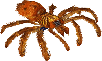 Download Orange Baboon Tarantula - Greenbottle Blue Blue Tarantula Png