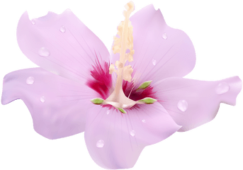 Hibiscus Flower Free Transparent U0026 Png Clipart Download - Portable Network Graphics