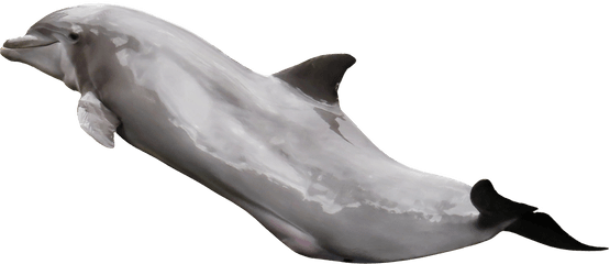 Download Dolphin Png Image For Free - Dolphin On Transparent