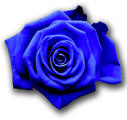 The Bluerose Gentlemen Of Vienna Dancing - Blue Rose Wallpaper Hd Png