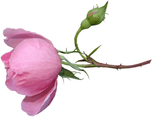 Flower Bud Png - Rose Bud Stem Flower Garden Nature Garden