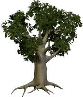 Tree Png Image