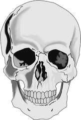 Download Skull Face Png - Realistic Skull Clip Art