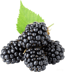 Download Blackberries Png Transparent - Transparent Blackberry Fruit