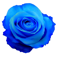 Png Hd Transparent Blue Flower Crown - Blue Flower No Background