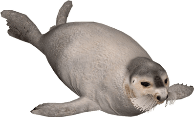 Seal Png 5 Image - Seal Png