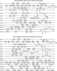 Schematic Representation And Distribution Of Exons In Each - Sheet Music Png