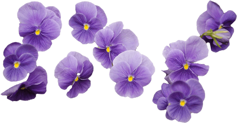 Images About Flower Png - Purple Flower Transparent Background