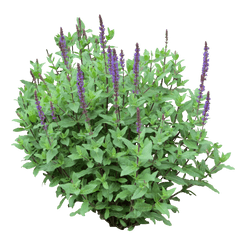 Transparent Png Clipart Free - Small Shrub Png