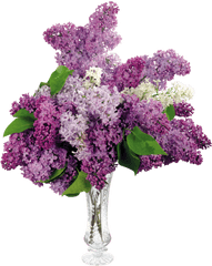 Vase With Lilacs In Png Format Transparent Background - Png