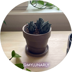 Zebra Plant - Gymnocalycium Png