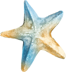 Download Logo Ta Clip Art - Transparent Background Sea Star Watercolor Starfish Png