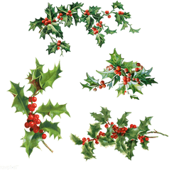 Set Of Holly Leaves With Berries - Christmas Leaves Transparent Png