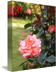 Rose Border By Dan Macmillan - Hybrid Tea Rose Png