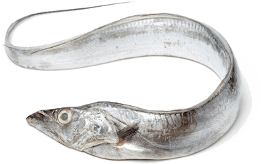 Fish - Ribbon Fish Png