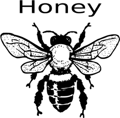 Bee Clipart Png - Honey Clipart Vintage Honey Real Bee Black And White Bee Clipart