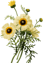 Jpg Freeuse Common Daisy Botanical Illustration - Flower Botanical Illustrations Png