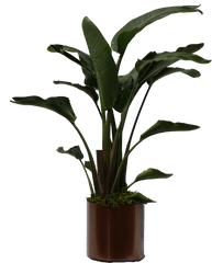 Tall Indoor Tropical Plants - Heliconia Indoor Plant Png