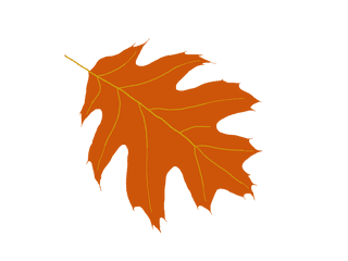 Oak Tree Silhouette - Oak Hd Png Download Original Size Oak Leaf Clipart Png