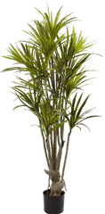 Png Images Pngs Plant Plants - Dracaena Tree