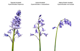 Flower Bluebells Free Download PNG HQ